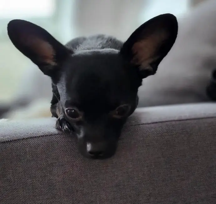our Chiweenie Puppies