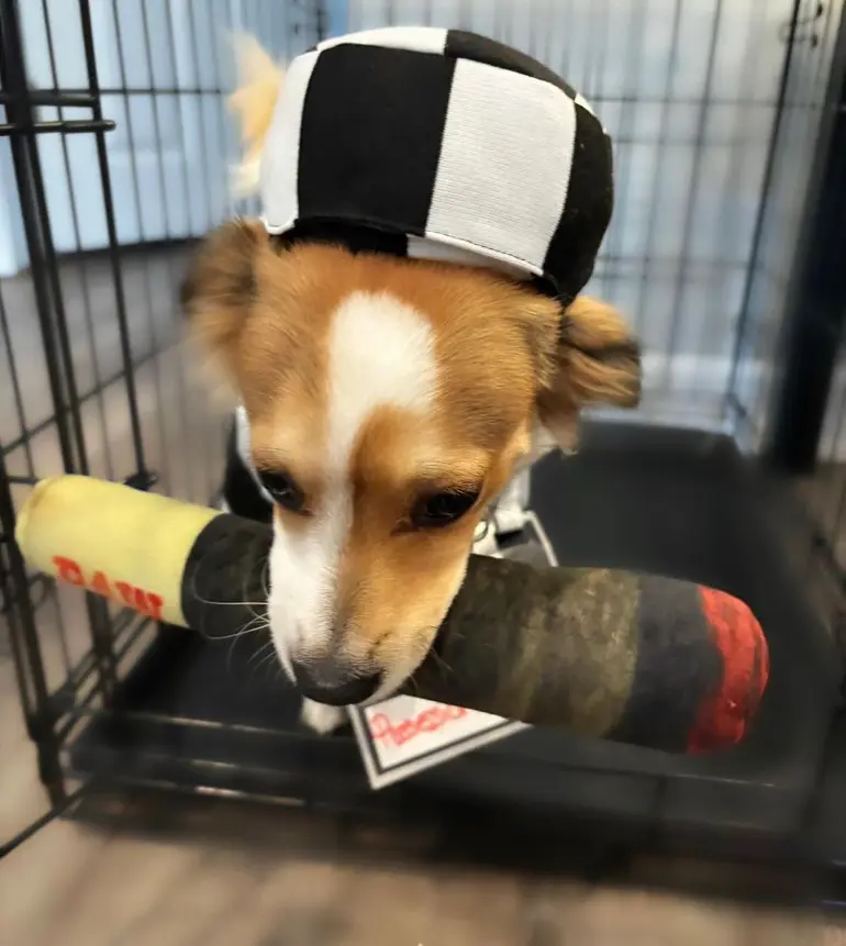Chiweenie puppies in cattery home