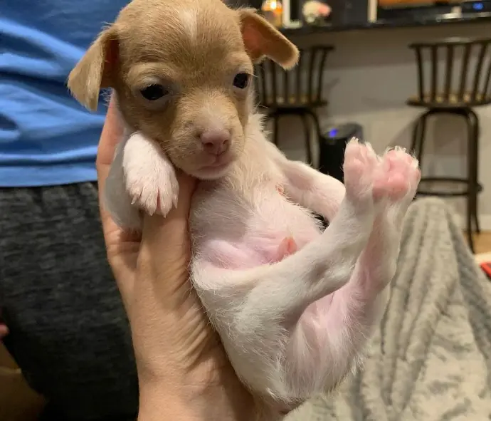 our Chiweenie Puppies