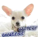 Chiweenie Cattery